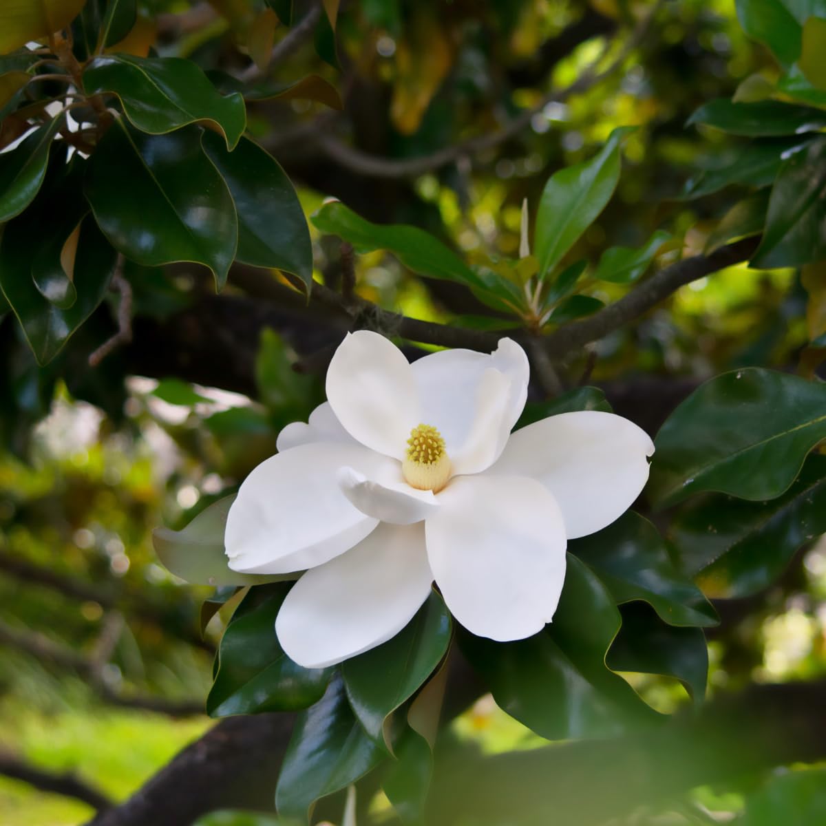 Southern Magnolia Tree, 6-12 Inch Magnolia Trees Live Plants, Quart Pot, Fragrant White Flowers, Dormant in Winter