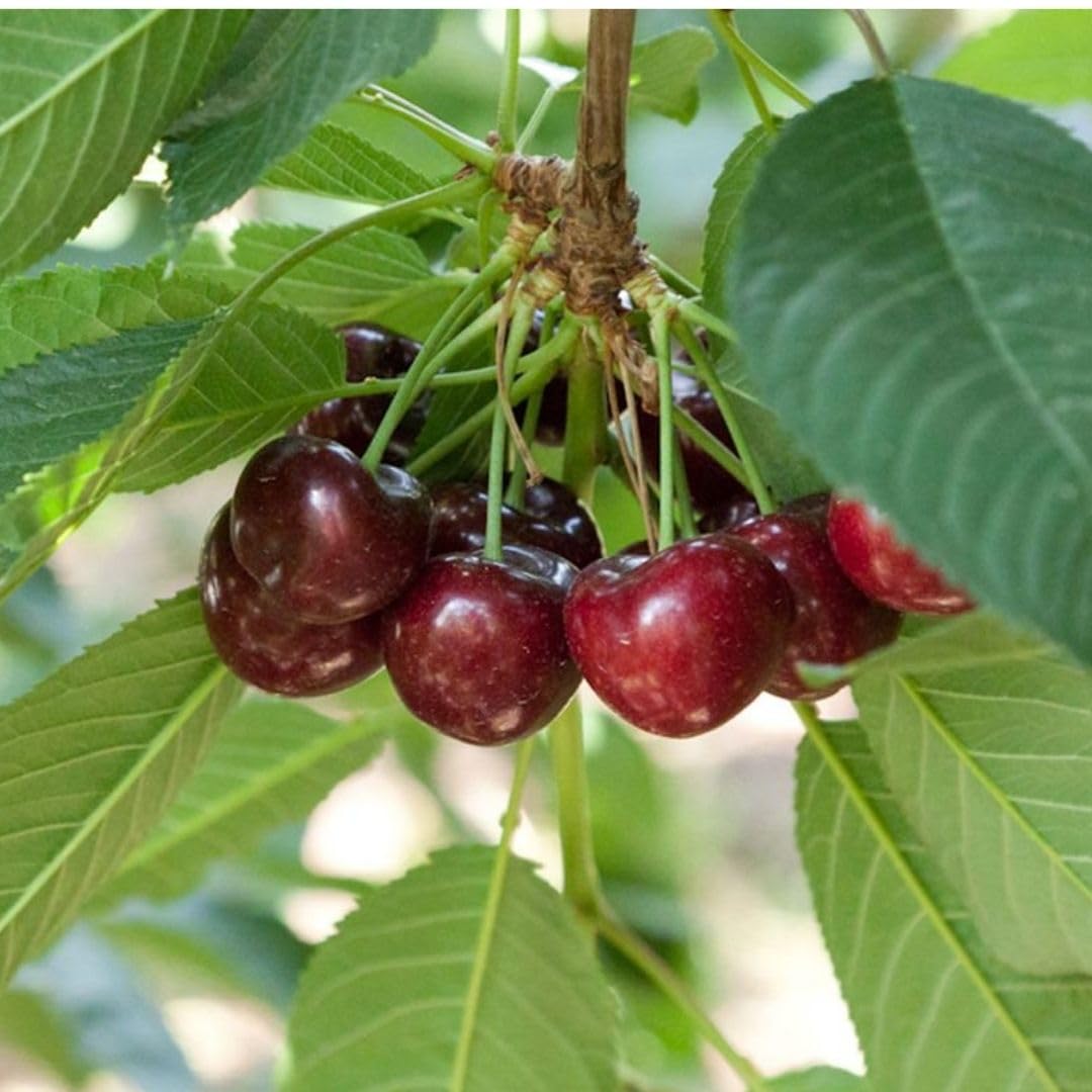 Velvety Red Cherry Trees Live Plants 3-4 Feet Tall, Sweet Cherry Fruit Plants Live 3 Gallon Pot, Hardy Fruit Trees for Planting, No Ship to CA