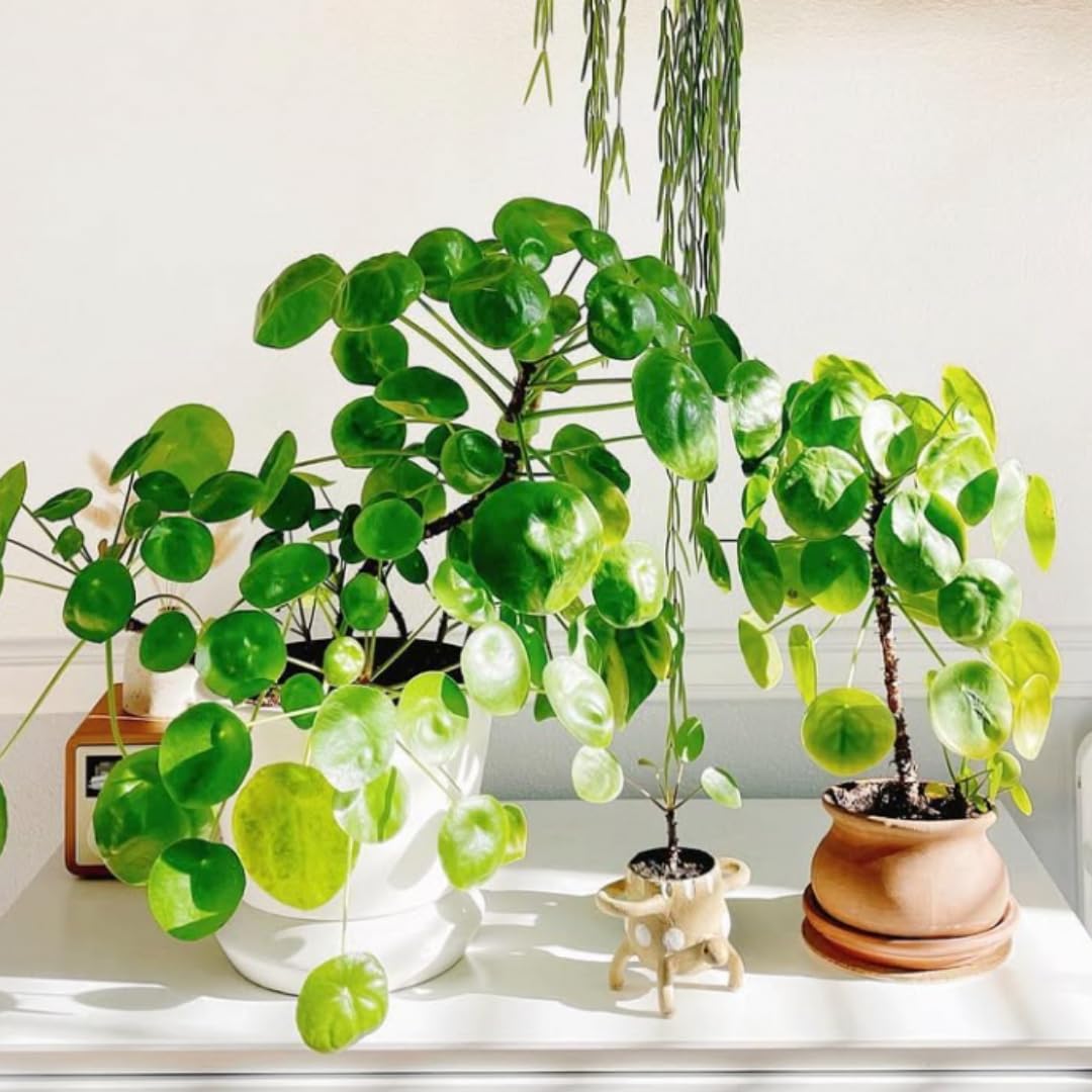 3 Pilea Peperomia Plants Live, Money Tree Plant Indoor, 5 to 7 Inc Tall
