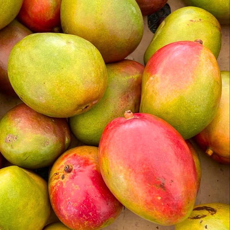 2 Years Old Mango Tree for Planting, Yellow Mango Plant Grafted in 3 Gallon Pot, Sweet, Fast-Growing Tropical Tree Seedlings for Outdoor Garden