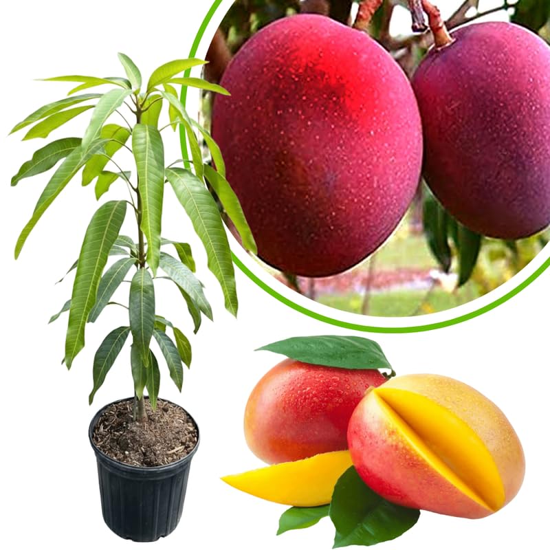 Red Mango Tree Live Plant, Fully Rooted in 3 Gallon Pot, Tropical Mango Fruit Tree for Indoor or Outdoor Growing