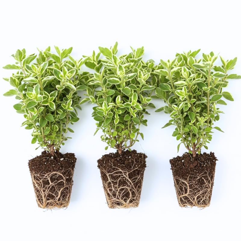 Set of 3 Variegated Oregano Plants Live, 4-6 Inches Tall, Mint Plants Live, Culinary Herb for Planting Indoor or Outdoor