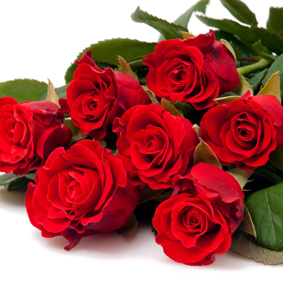 Set 4 Red Mini Roses Bushes Live Plants, Starter Live Rose, Fragrant and Vibrant Color, Zones 5 to 9, Size 5 to 10 Inches Tall