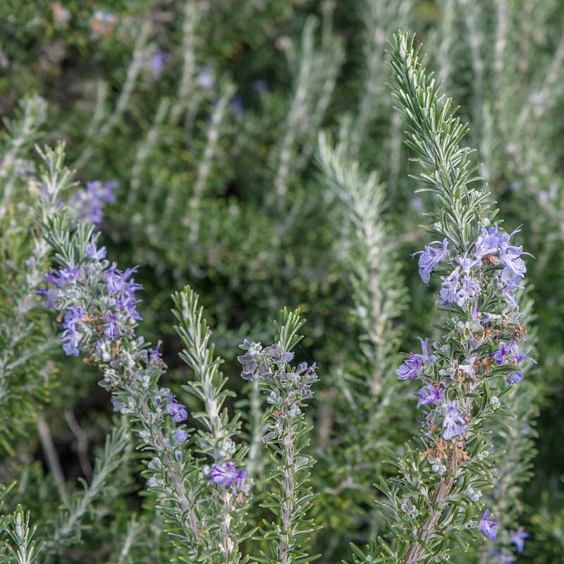6 Rosemary Plants 4–6'' Tall, Fragrant Culinary Herb, Hardy Rosemary for Outdoor or Container Planting