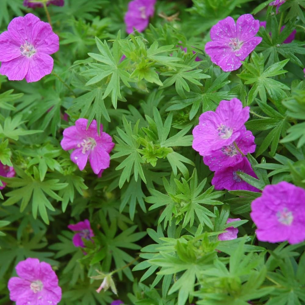 5 Wild Geranium Roots, Hardy Perennial Ground Cover, Live Flower Roots for Gardening