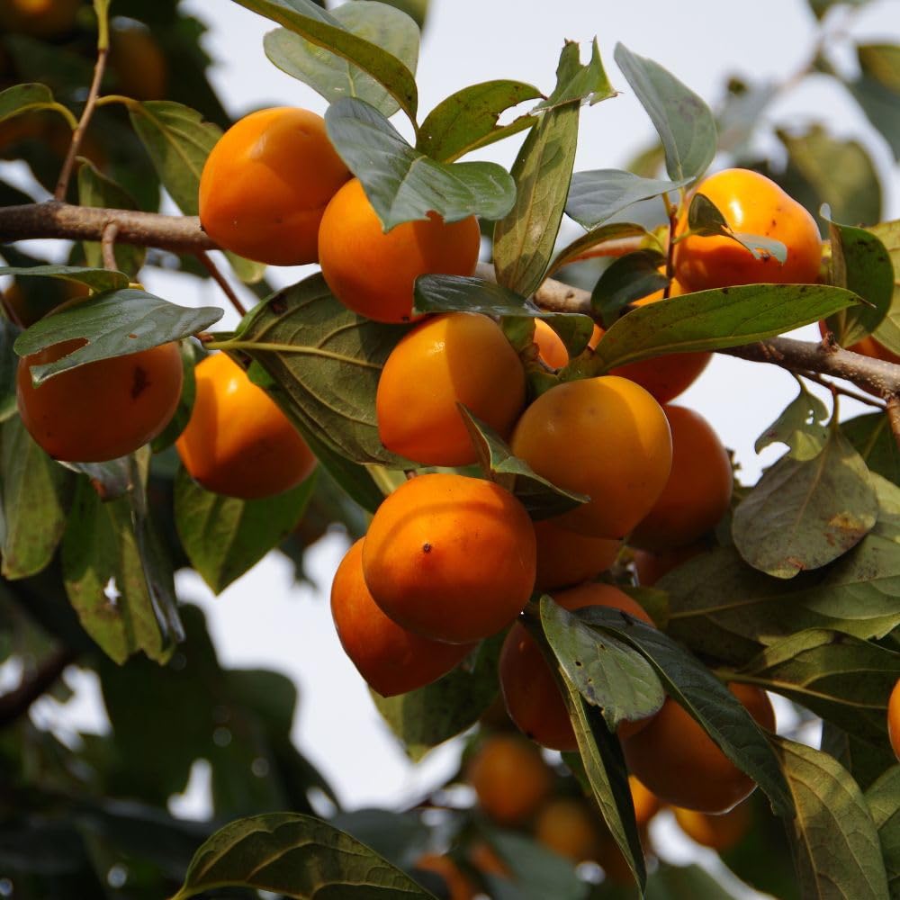 Sweet Persimmon Tree Live Plant 3-4 Feet Tall, Persimmon Fruit Plants Live 3 Gallon Pot, Well Rooted Perennial Fruit Tree, No Ship to CA