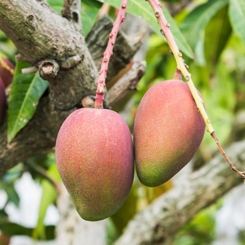 Mango Tree in 3 Gallon Pot, 2-3 Ft Tall Tropical Sweet Mango Fruit Live Plant, Perennial, No Ship to CA
