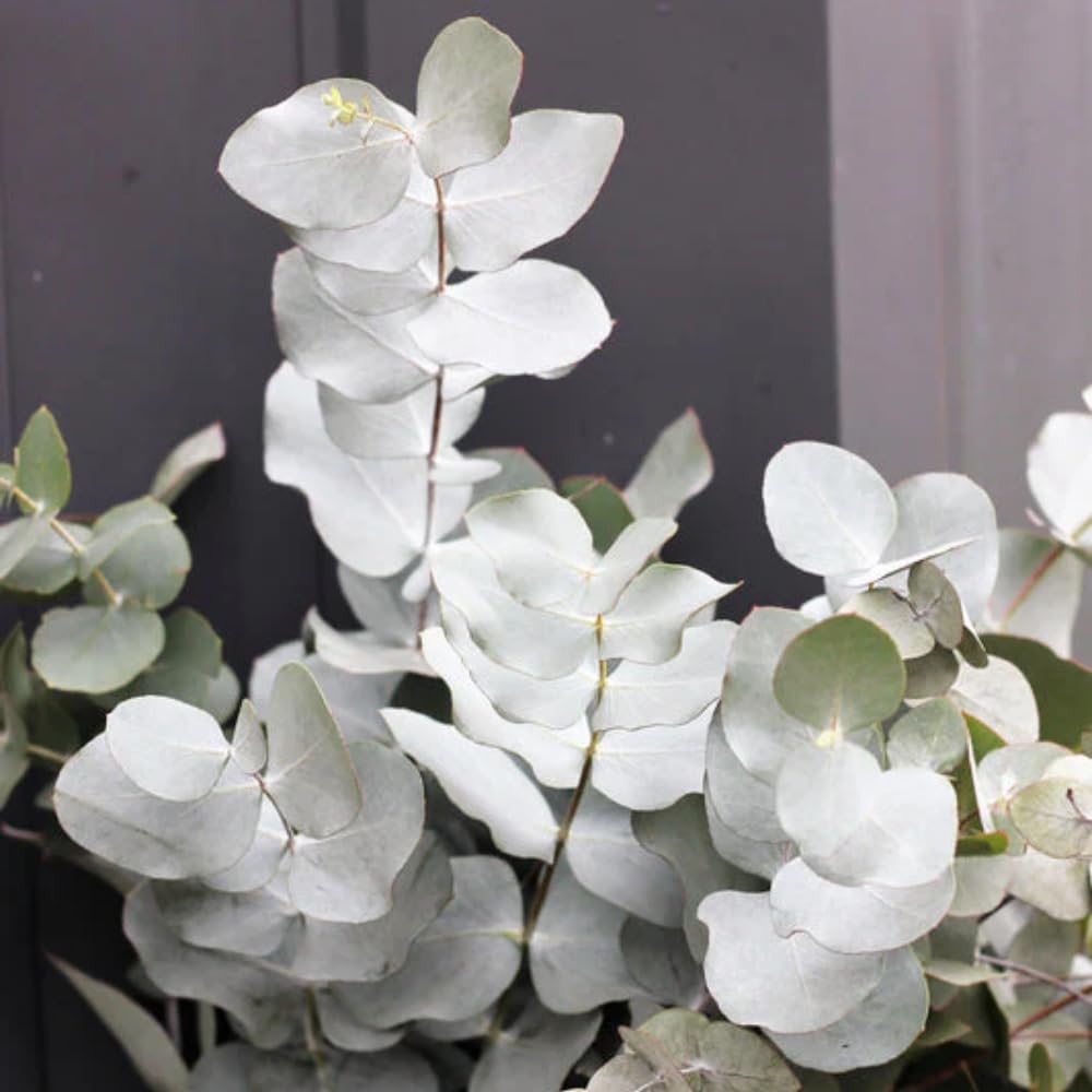 Silver Dollar Eucalyptus Plant, Well Roooted Eucalyptus Tree Live, 3 to 5 Inch Tall