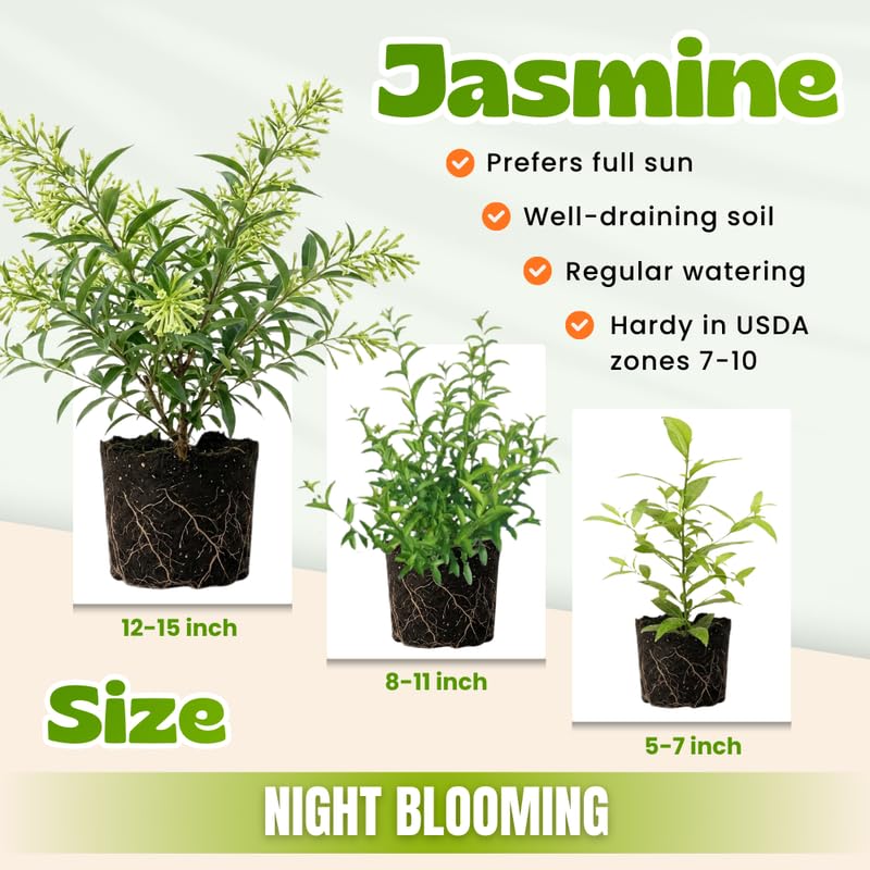2 Night Blooming Jasmine Plants 4–8 Inch, Live Fragrant Jasmine Flowering Vine, Sweet Scented Blooms, Easy Care Indoor or Outdoor