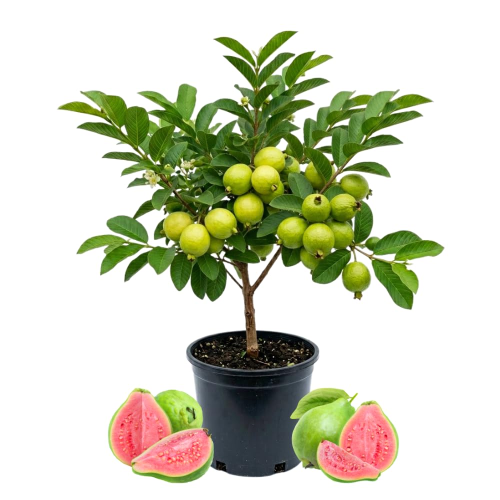 Red Guava Tree Live Plant, 1.5 Years Old Guava Plants Live for Planting, 3 Gallon Pot, 2-3 Feet Tall, Sweet Tropical Fruit Tree for Patio, Backyard and Outdoor Garden, No Ship to CA
