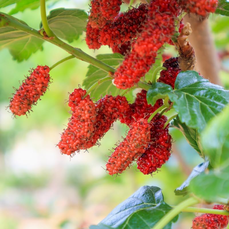 Red Mulberry Tree, 4-8 Inch Hardy Mulberry Tree Live Plant, Sweet Berry Mulberries Fruit Tree Bush Plants for Planting Home Garden, Well Rooted