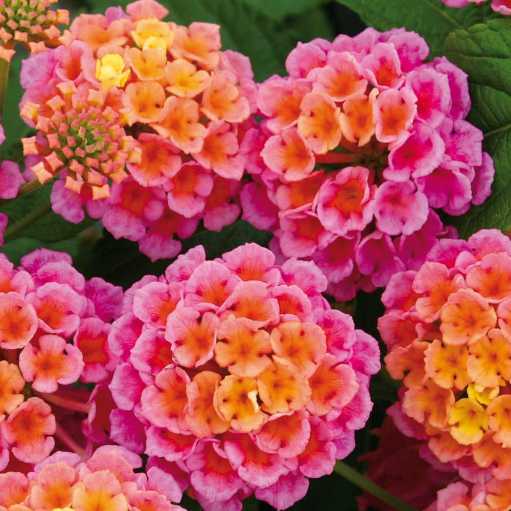 2 Rose Lantana Plants Live, Lantana Live Plants for Planting Outdoors, Perennial Lantana Flowers, 4-9 Inch Tall
