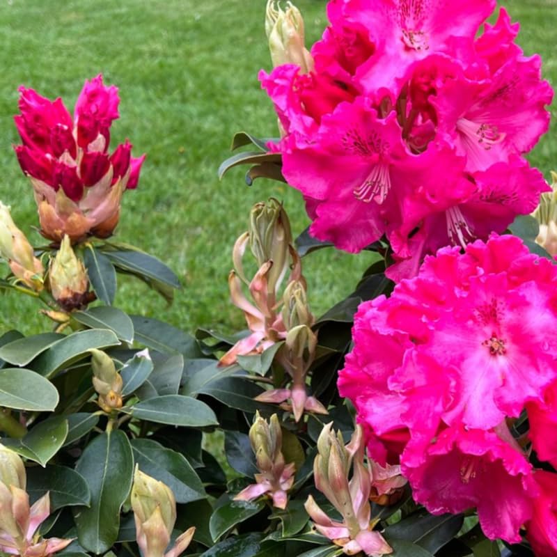 Red Pink Rhododendron Live Plant Shrubs for Outdoor Planting, Azalea Bushes Ready to Plant, Fragrant Rhododendron Plant Live