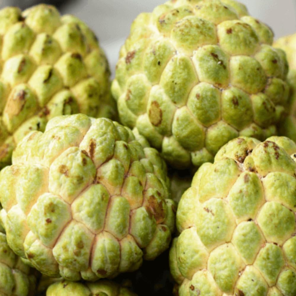 Yellow Sugar Apple Tree Live Plant, 2-3 Feet Tall in 3 Gallon Pot for Container and Outdoor Planting, No CA