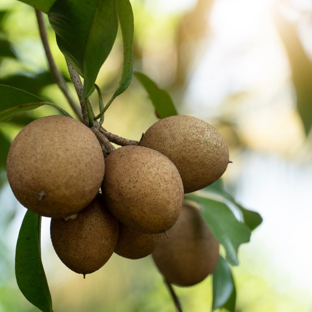 Sapodilla Fruit Tree Live, Sweet Tropical Sapodilla Tree 2–3 Ft Tall in 3 Gallon Pot, Ready to Grow Outdoors, No Ship to CA