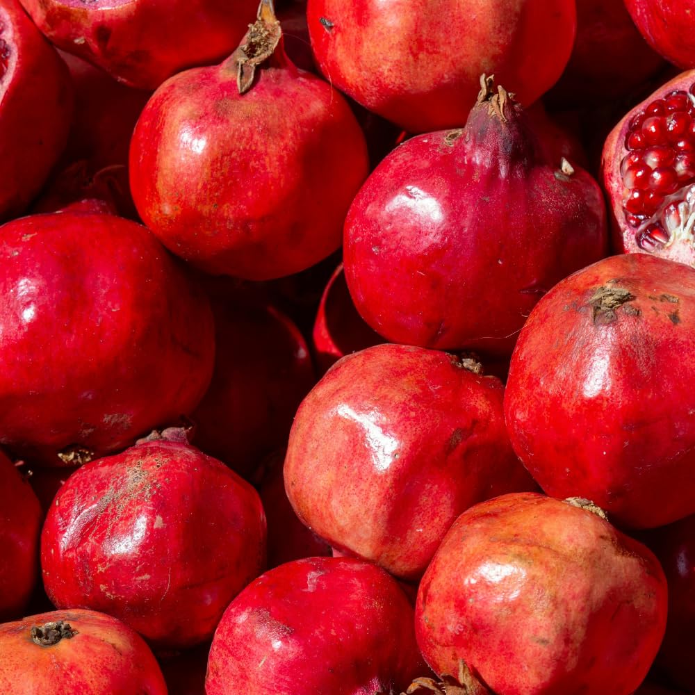 Pomegranate Fruit Tree Live, Cold Hardy Sweet, 2–3 Ft Height, Well Rooted in 3 Gallon Container, Outdoor Planting Ready, No Ship to CA
