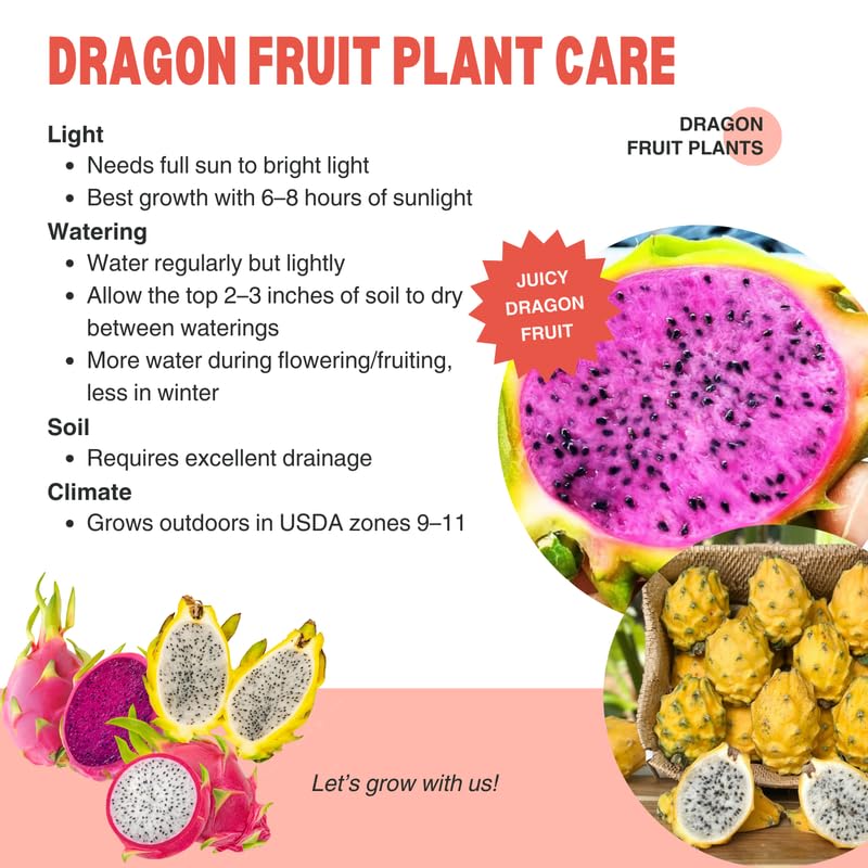Set of 2 Mixed Dragon Fruit Plants Live, 4-8 Inches Tall, Tropical Cactus Live Plant, Dragonfruit Seedlings