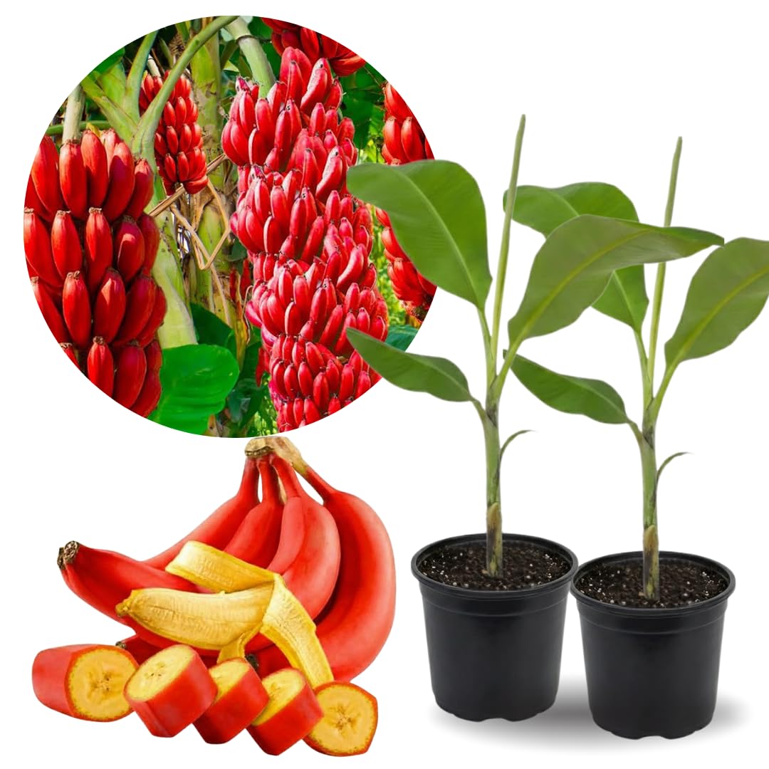 Sets 2 Red Banana Trees Live Plants Well-Rooted, High Yield Easy to Grow Banana Plants, 4-9 Inc Tall, No Pot, Cold Hardy, Compact Size
