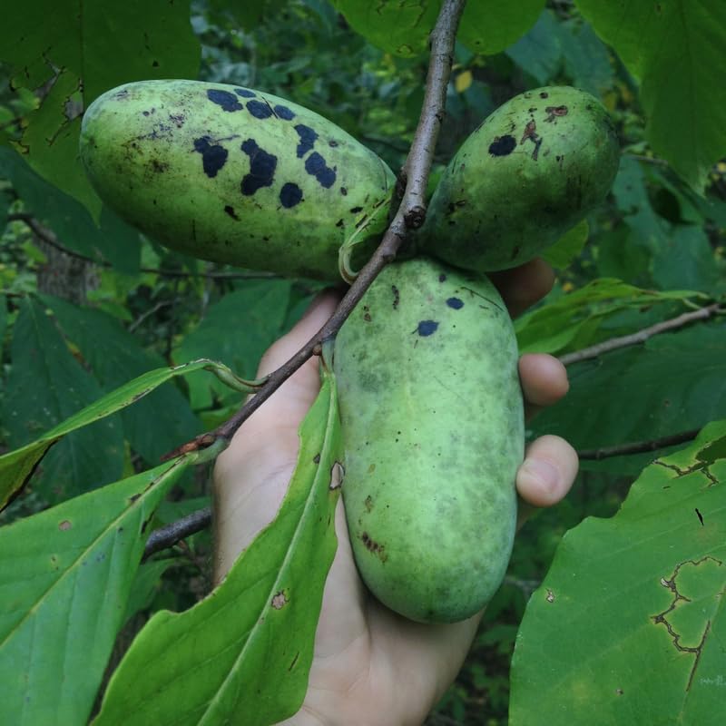 Pawpaw Tree Live Plant Bare Roots, Hardy Paw Paw Plant, 6 to 12 Inc Tall, Paw Paw Live Plant in Quart Potted