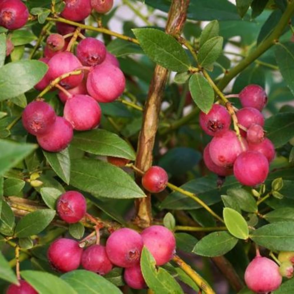 Pink Lemonade Blueberry Plant, 1-2 Ft Tall - Hardy Blueberry Fruit Bush for Outdoor Garden and Container Planting, No Ship to CA