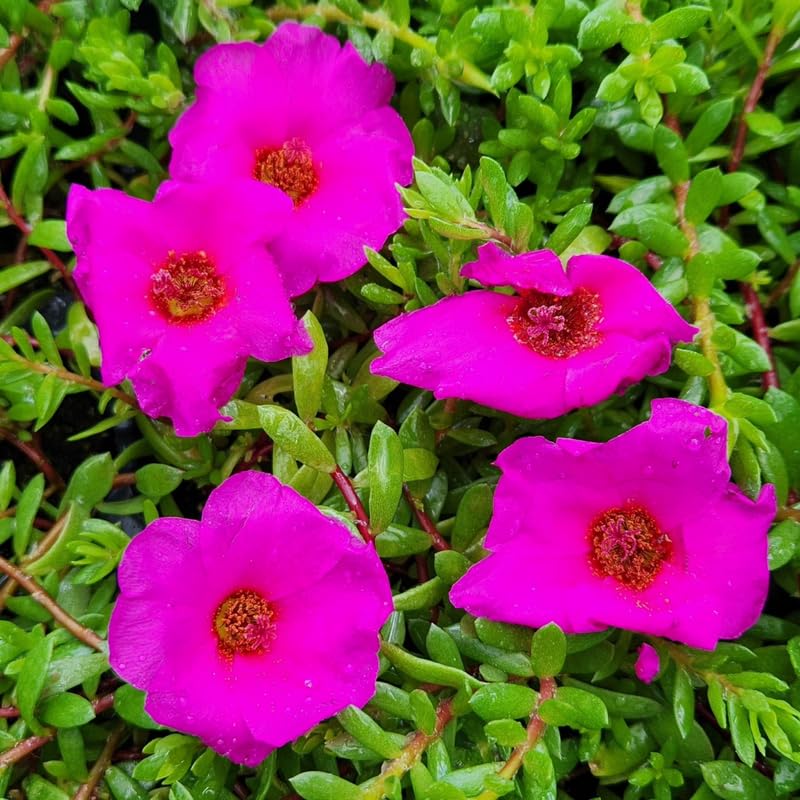 4 Pink Moss Rose Plants Live, Portulaca Ground Cover Flowers, 4-6 Inch Tall Plants for Garden or Containers