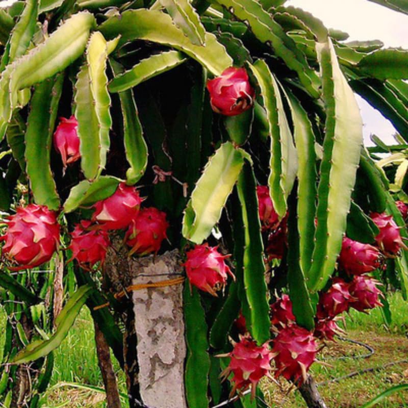 Set of 3 Random Dragon Fruit Plants Live, 4-7 Inches Tall, Tropical Dragonfruit Cactus Tree for Outdoor Spring Growing