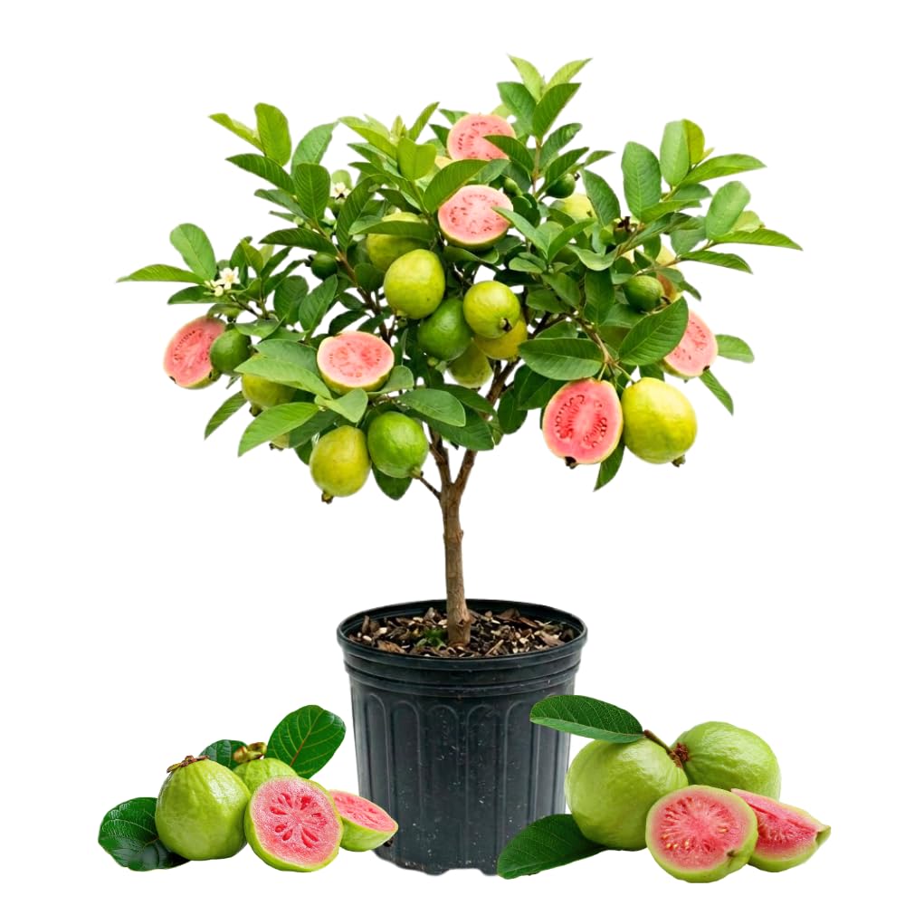 Pink Guava Tree Live Plant, Guava Plants Live for Planting, 3 Gallon Pot, 2-3 Feet Tall, Sweet Tropical Fruit Tree for Patio, Backyard and Outdoor Garden, No Ship to CA