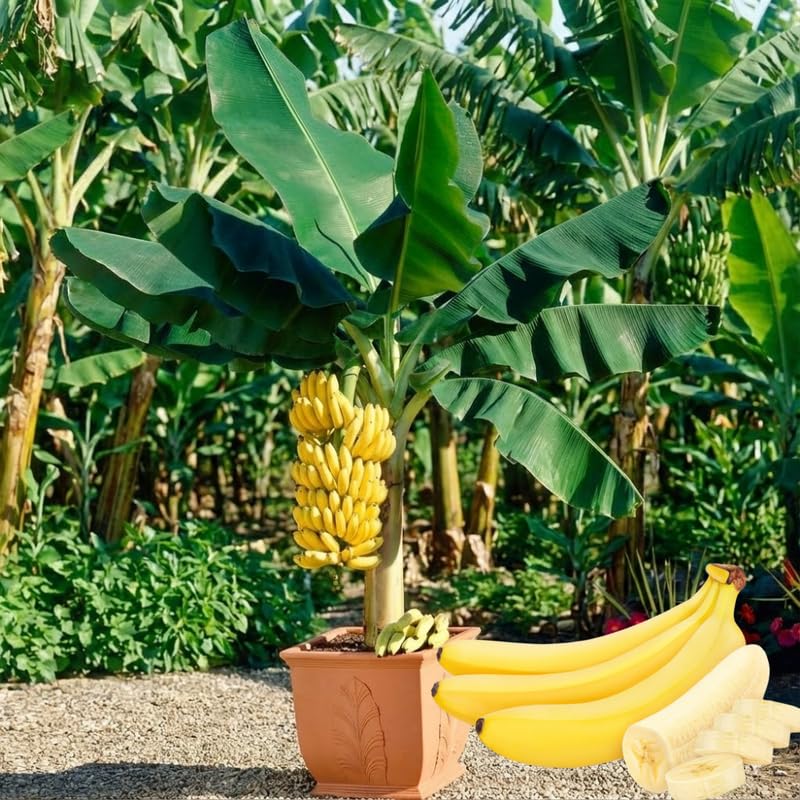Dwarf Cavendish Banana Tree Live Plant 4–7″ Tall, Tropical Banana Plant, Fast Growing, Indoor and Outdoor Growing