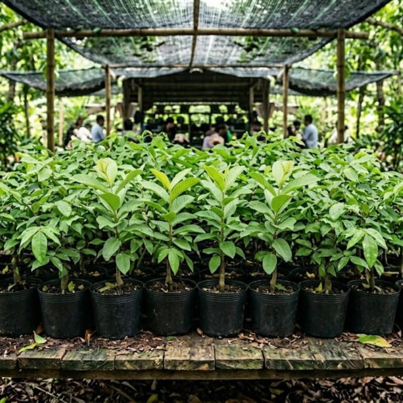 Grafted Thai Guava Tree Live Plant in 3 Gallon Pot, Fragrant and Edible Guava Fruit Bearing Tree from 2 to 3 Feet Height, No Ship to CA