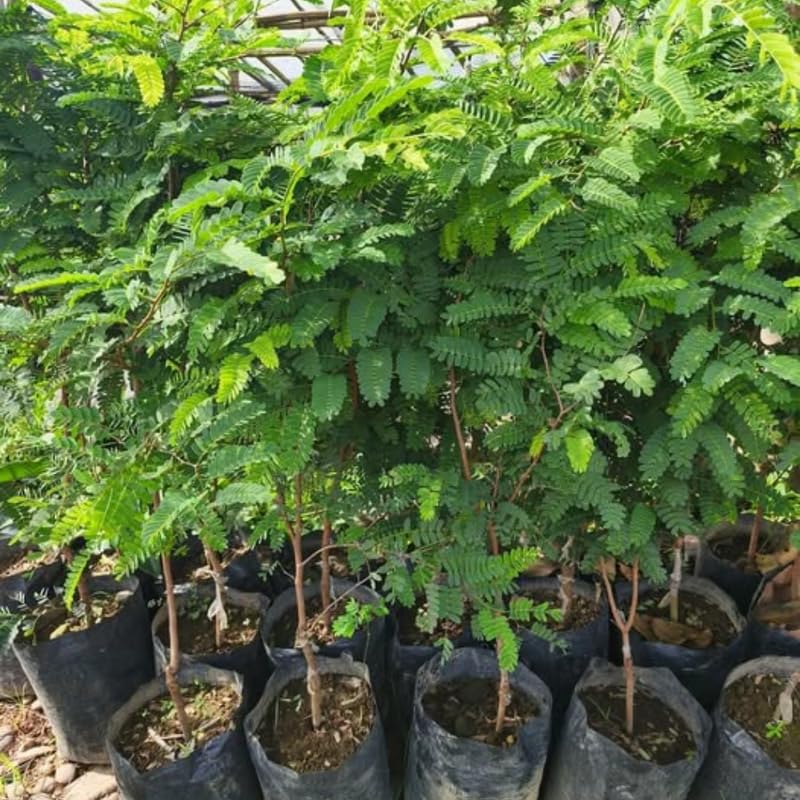 Tamarind Tree Live Plant, Tropical Tamarind Fruit Tree, 2-3 Feet Tall, Fully Rooted in Gallon Pot Ready to Grow