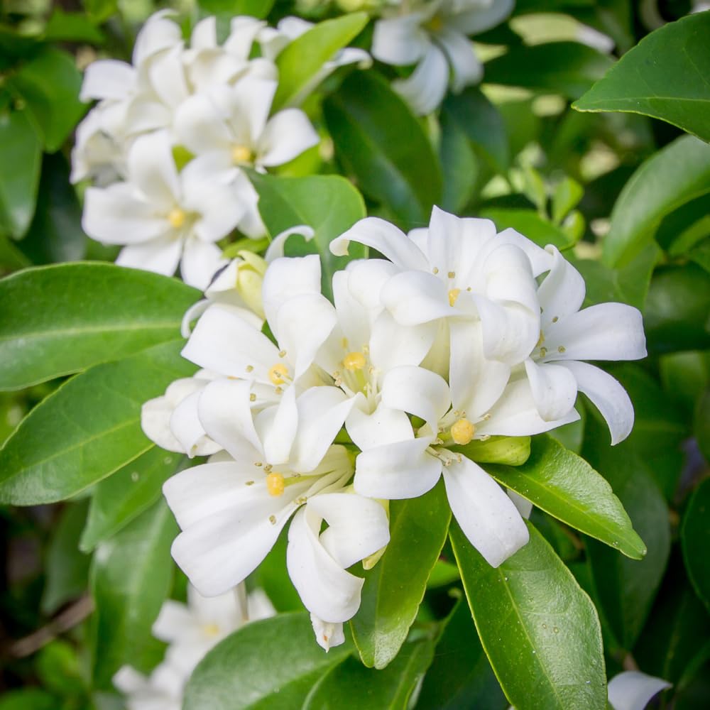 Orange Jasmine Plant Live, 2 Year Old Fragrant Jasmine Flowers, Hardy Tropical Flowering Shrub in 3 Gallon Pot, No Shipping to CA