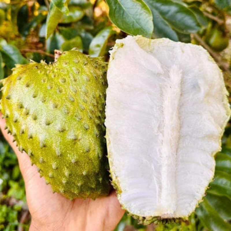 Guanabana Soursop Tree Live, Sweet Giant Soursop Fruit Tree, 3 Feet Tall, in 3 Gallon Nursery Pot for Planting Outdoor