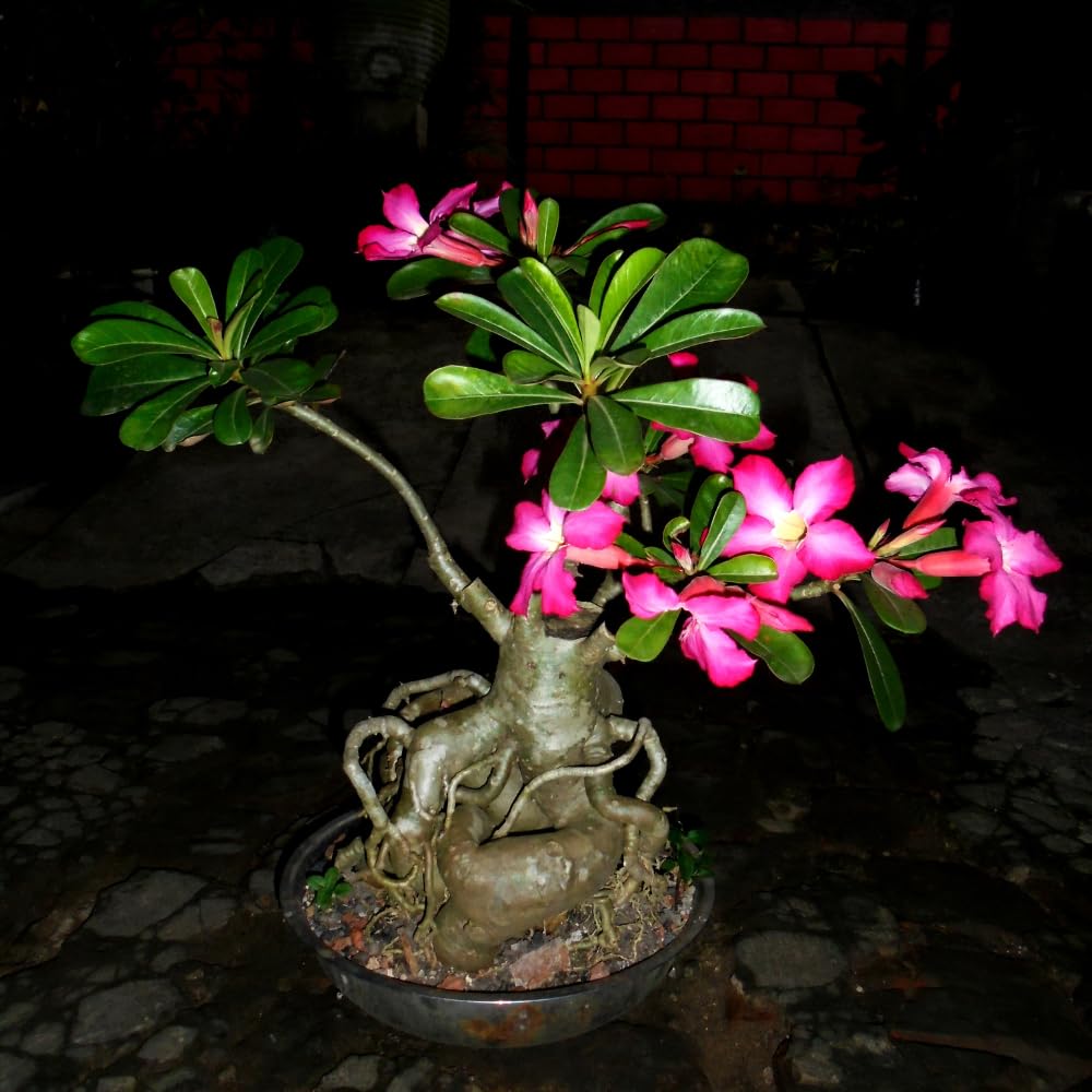Pink Desert Rose Plant Live, Adenium Desert Rose Plant Live, 4 to 7 Inches Tall, Flowering Succulent Plant