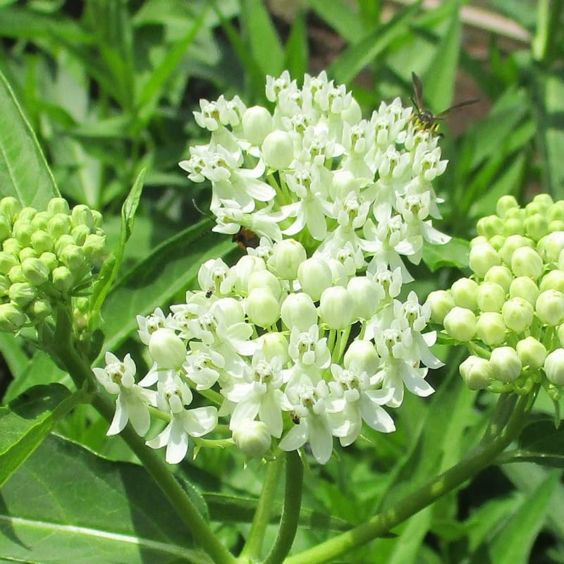 Milkweed Plants Live, Pack 2 Live Milkweed Plants Outdoor