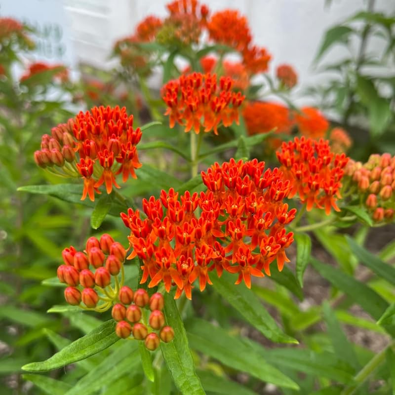 Set 2 Red Milkweed Plants Live, 5-8" Tall Perennial Butterfly Milkweed Plants, Well Rooted, Asclepias Tuberosa Live Plant