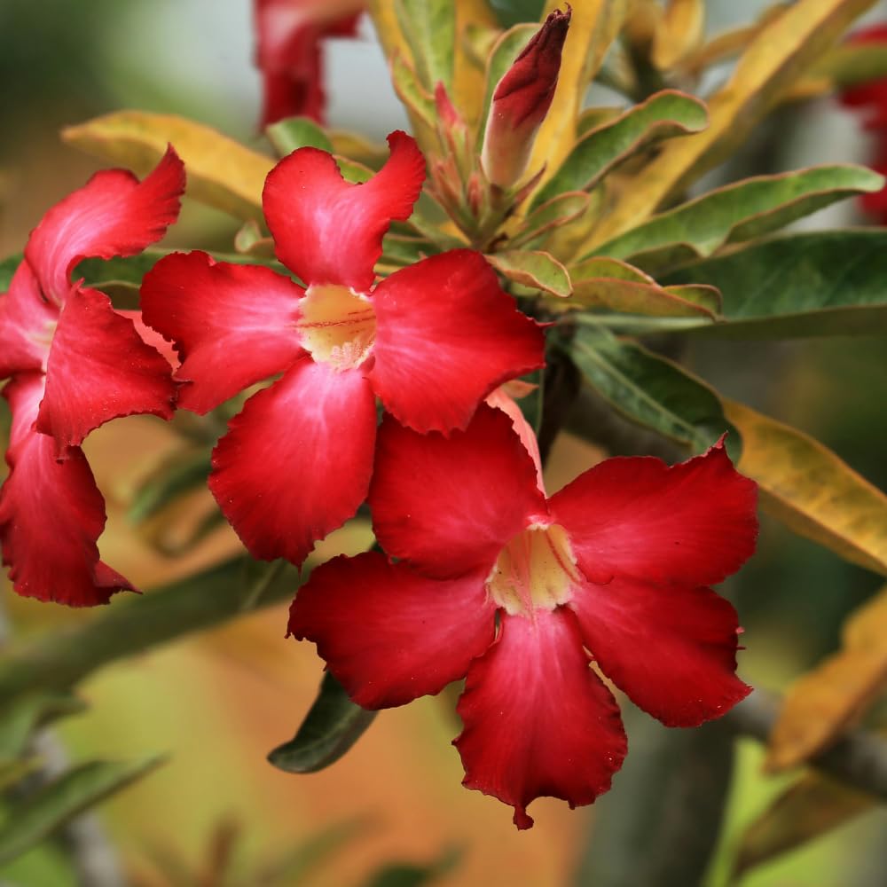 2 Desert Rose Plants Live, Red Adenium Obesum Desert Rose Flower Plants for Planting Indoor Outdoor Garden, 5 to 9 Inches Tall