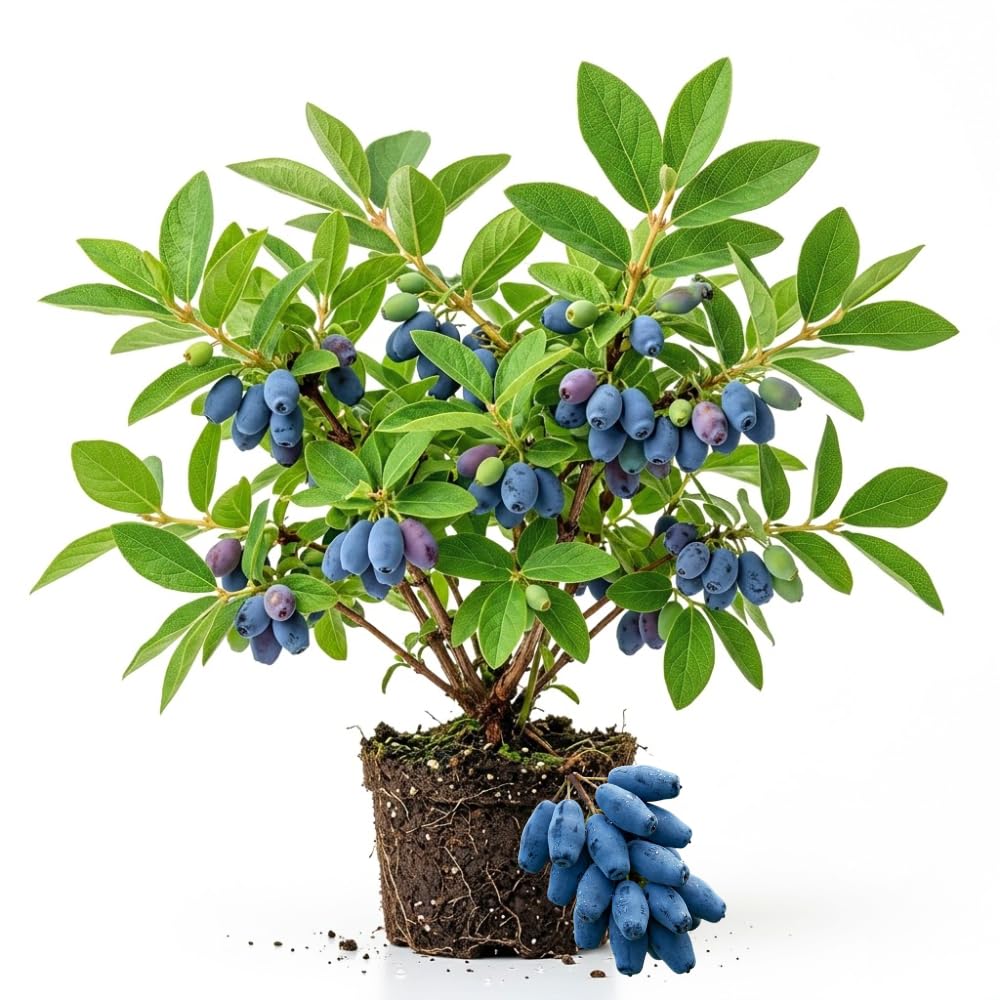Blue Honeyberry Plant Live, Haskap Berry Fruit Tree, 4-6 Inch Tall