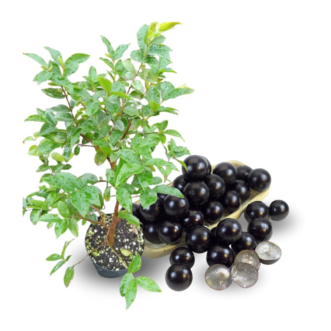 10-12" Jabuticaba Tree Live Plant, Jaboticaba Brazilian Grape Trees Seedling, No Pot, 1 Year Old Plants