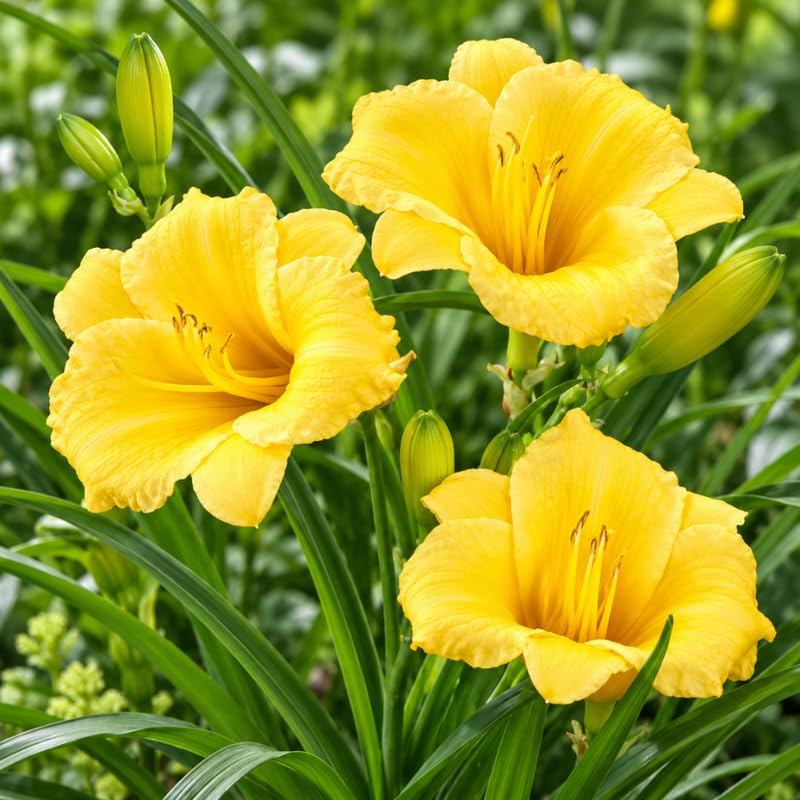 6 Yellow Daylily Live Plants, Perennial Lily Flowers