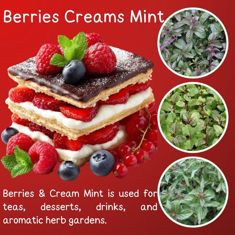 4 Berries Creams Mint Plants Live for Spring Planting, Fragrant Culinary Herb Mint for Indoor Outdoor Zones 3-11, Very Hardy and Fast Growing, Size 4-7" in Tall