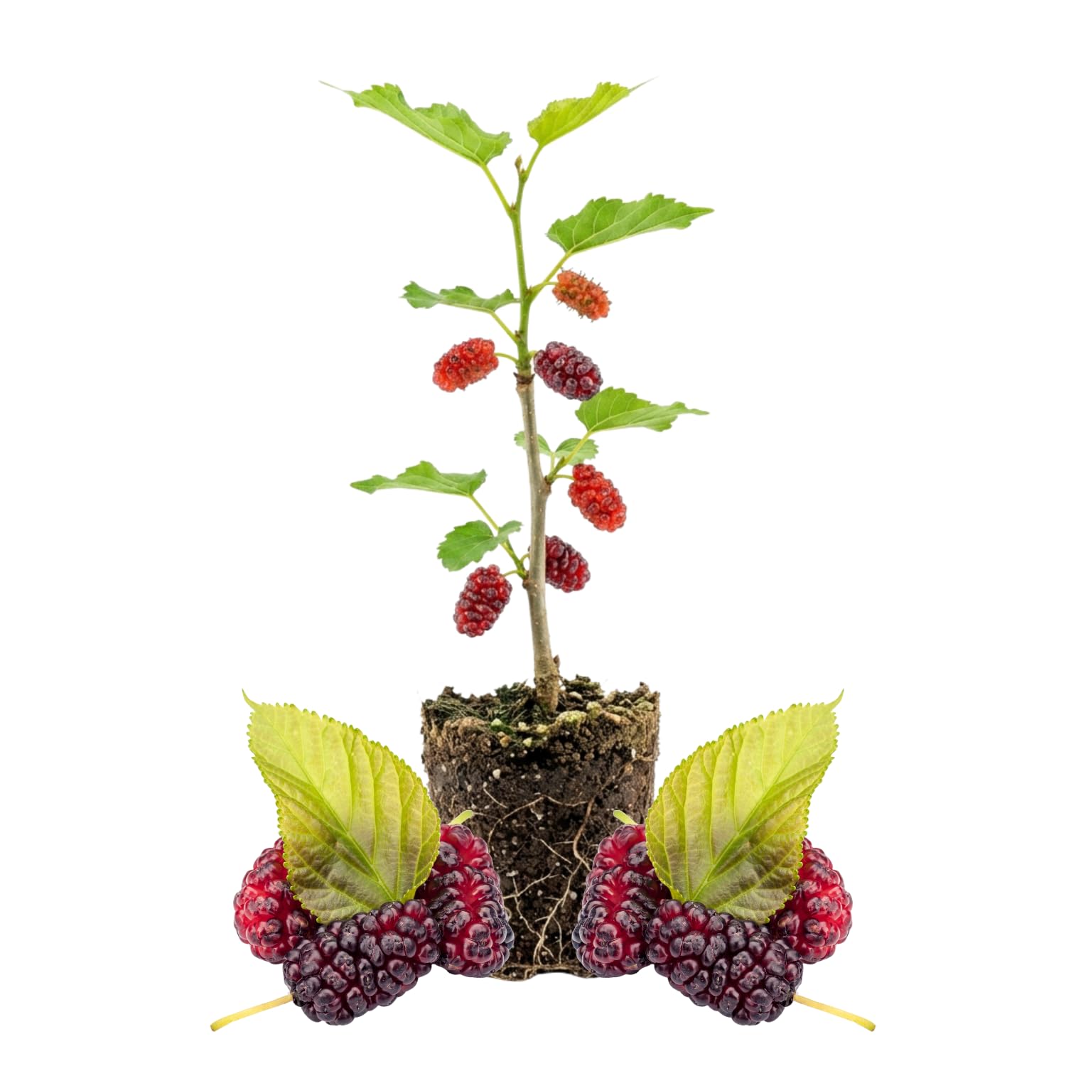 Red Mulberry Tree Live Plant, Hardy Mulberry Fruit Tree for Planting Indoor Outdoor, Sweet Mulberries Tree Well Rooted 4-8'' Tall