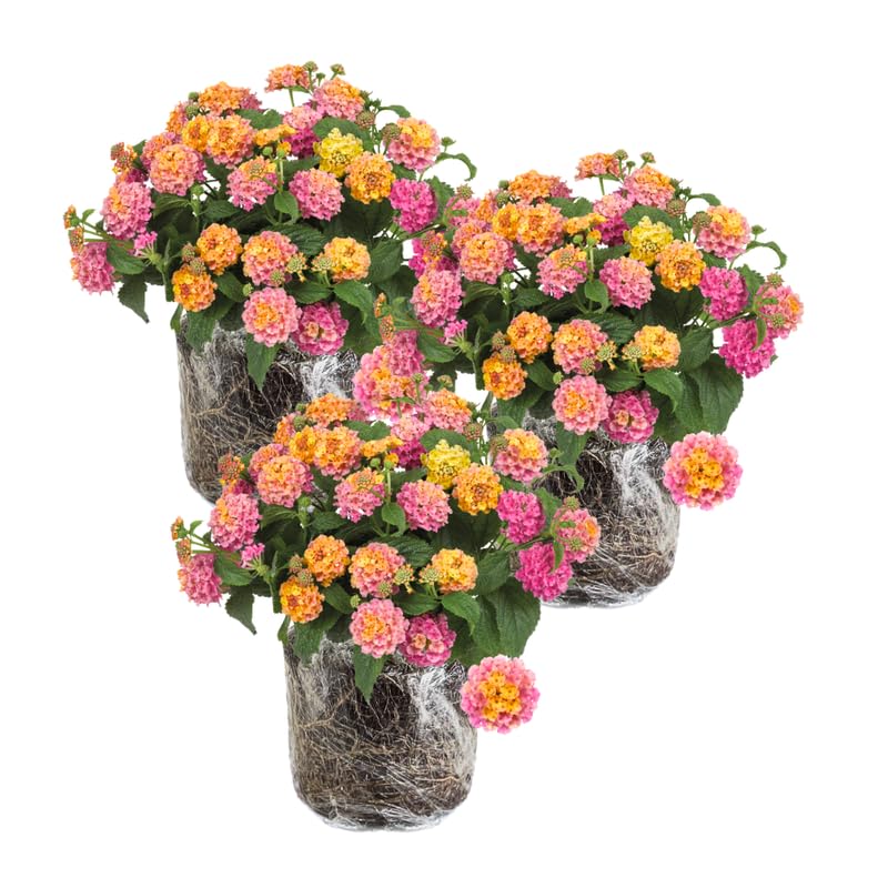3 Lantana Plants Live, Pink Yellow Lantana Flower Live Plant, Colorful Perennial Flower Garden, 4 to 7 Inches