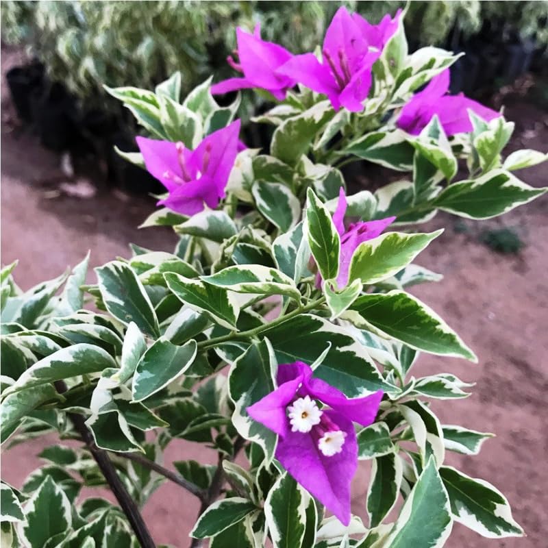 3 Blueberry Ice Bougainvillea Plants Live, 4-8” Tall Flowering Bougainvillea Vines, Tropical Climbing Plants for Garden or Containers, No Pot