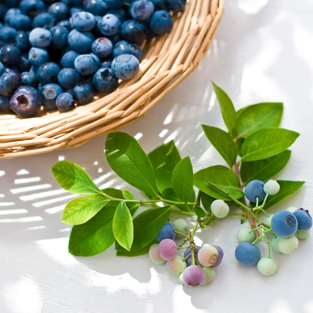 2 Blueberry Bushes Live Plant, 4-6'' Tall Well Rooted Plant, Sweet, High-Yielding, Hardy Blueberries for Garden or Containers (Sunshine Blueberry)