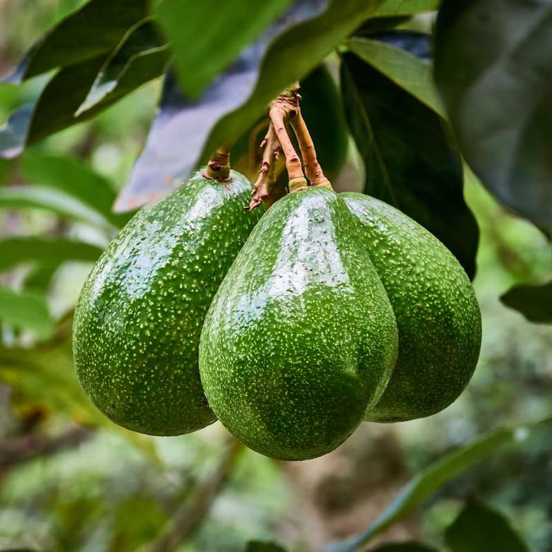HASS Avocado Tree Live Plant in 3 Gallon Pot, 1-2 Feet Tall, High-Yield Grafted Avocado Fruit Tree for Planting, No Ship to CA, Very Hardy