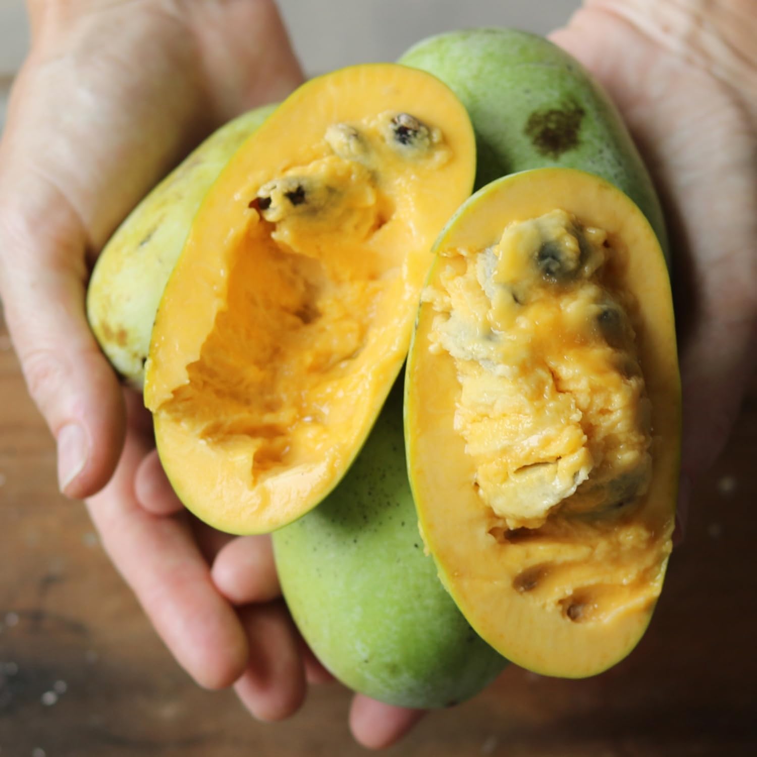 Live Pawpaw Tree for Planting, Sweet Paw Paw Tree Plant Well Rooted 6-10 Inches, Cold Hardy Fruit Tree for Home Garden