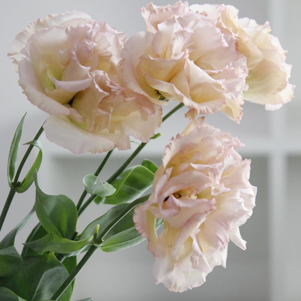Sets 2 Apricot Lisianthus Eustoma Live Plants, Plug Size, Well-Rooted, Texas Bluebell, Thornless Love Rose Plant, Spring to Fall Bloom, 2-4" in Tall Starter