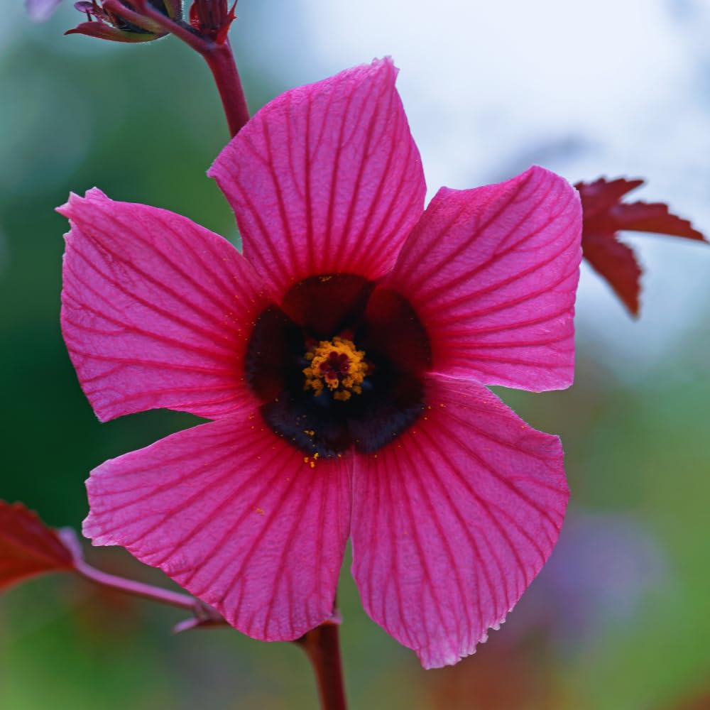 3 Live Cranberry Hibiscus Plants Live, Hibiscus Flower Plants Between 5 and 8 Inches in Height