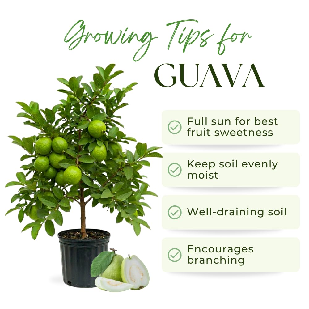 Thai Guava Tree Live Plant, Guava Plants Live for Planting, 3 Gallon Pot, 2-3 Feet Tall, Sweet Tropical Fruit Tree for Patio, Backyard and Outdoor Garden, No Ship to CA