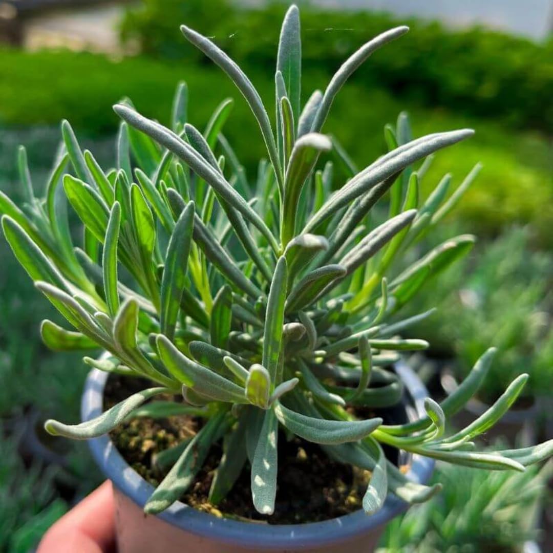 2 Lavender Plants, Live Lavender Flower Plant 2 to 4 Inch, Fragrant Shrub Indoor Outdoor Planting (Spanish Lavender)